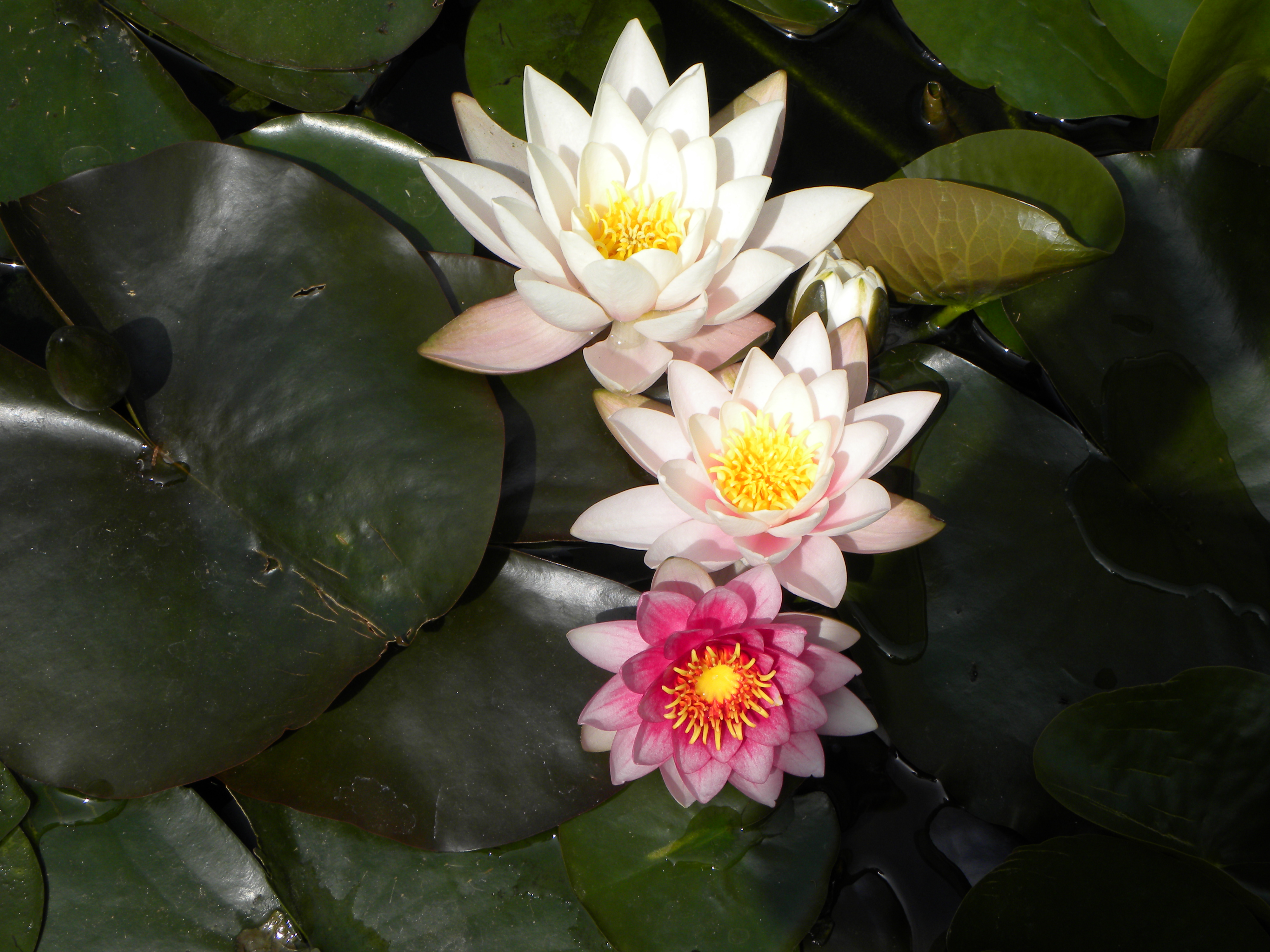 GIARDINO CON LAGHETTO 8